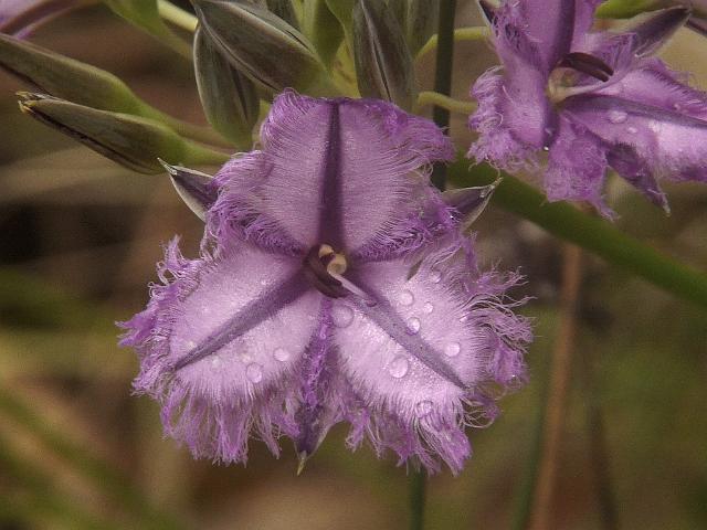(12) Fringed Lily.JPG